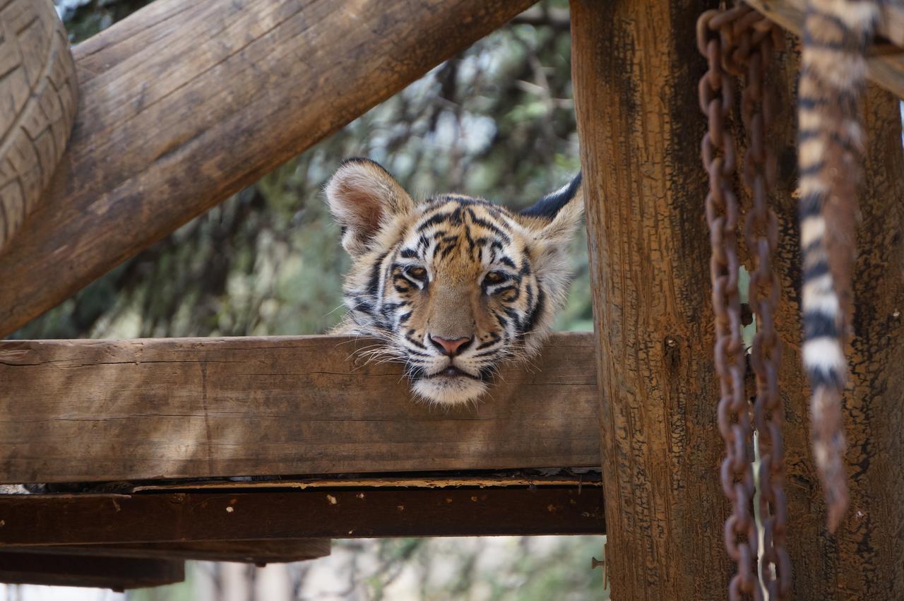 Boskoppie Lion & Tiger Reserve Kroonstad Exterior foto