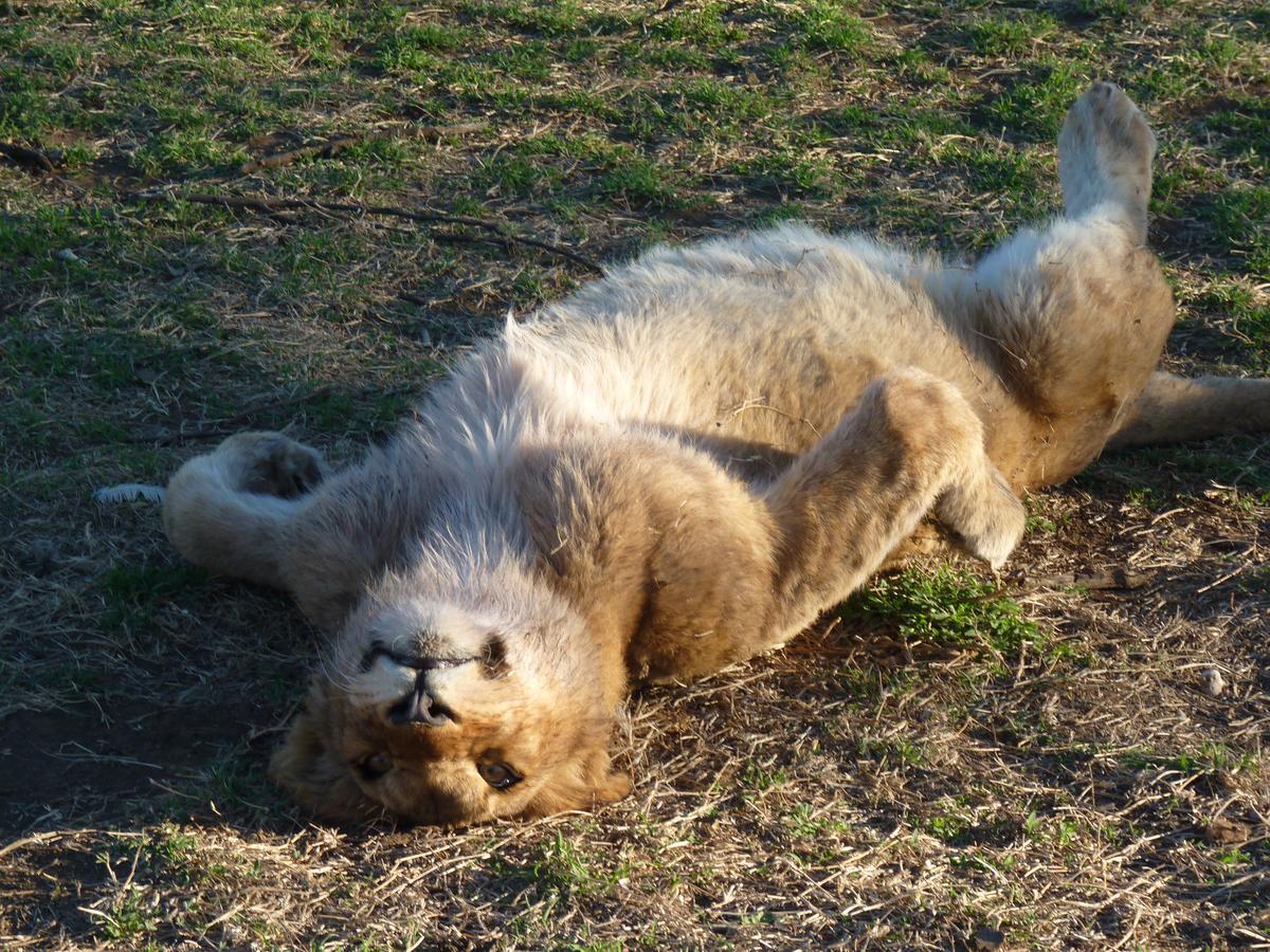 Boskoppie Lion & Tiger Reserve Kroonstad Exterior foto