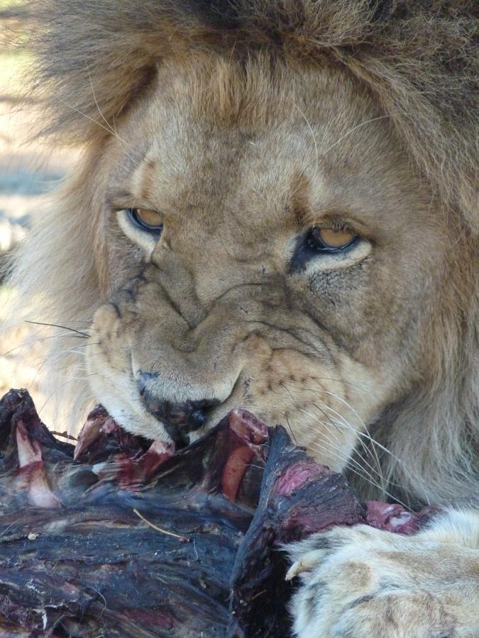 Boskoppie Lion & Tiger Reserve Kroonstad Exterior foto