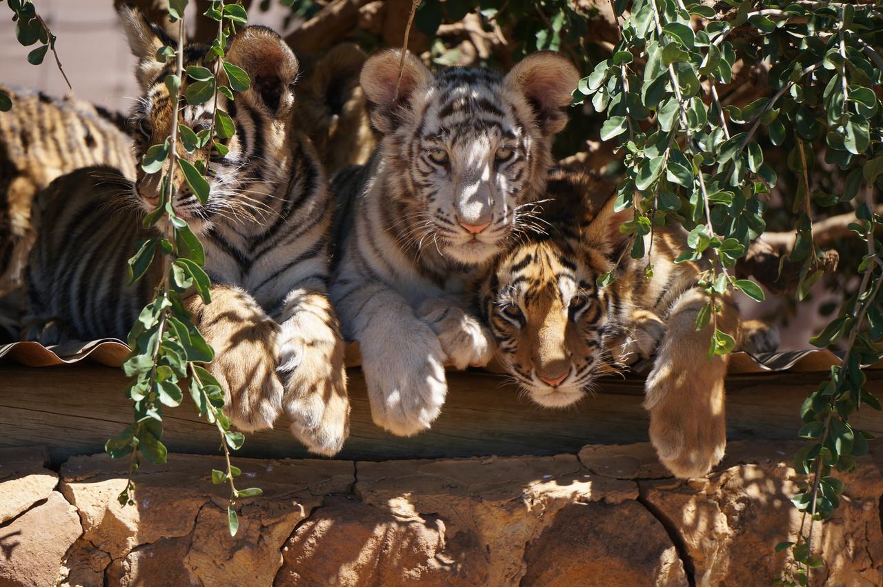 Boskoppie Lion & Tiger Reserve Kroonstad Exterior foto