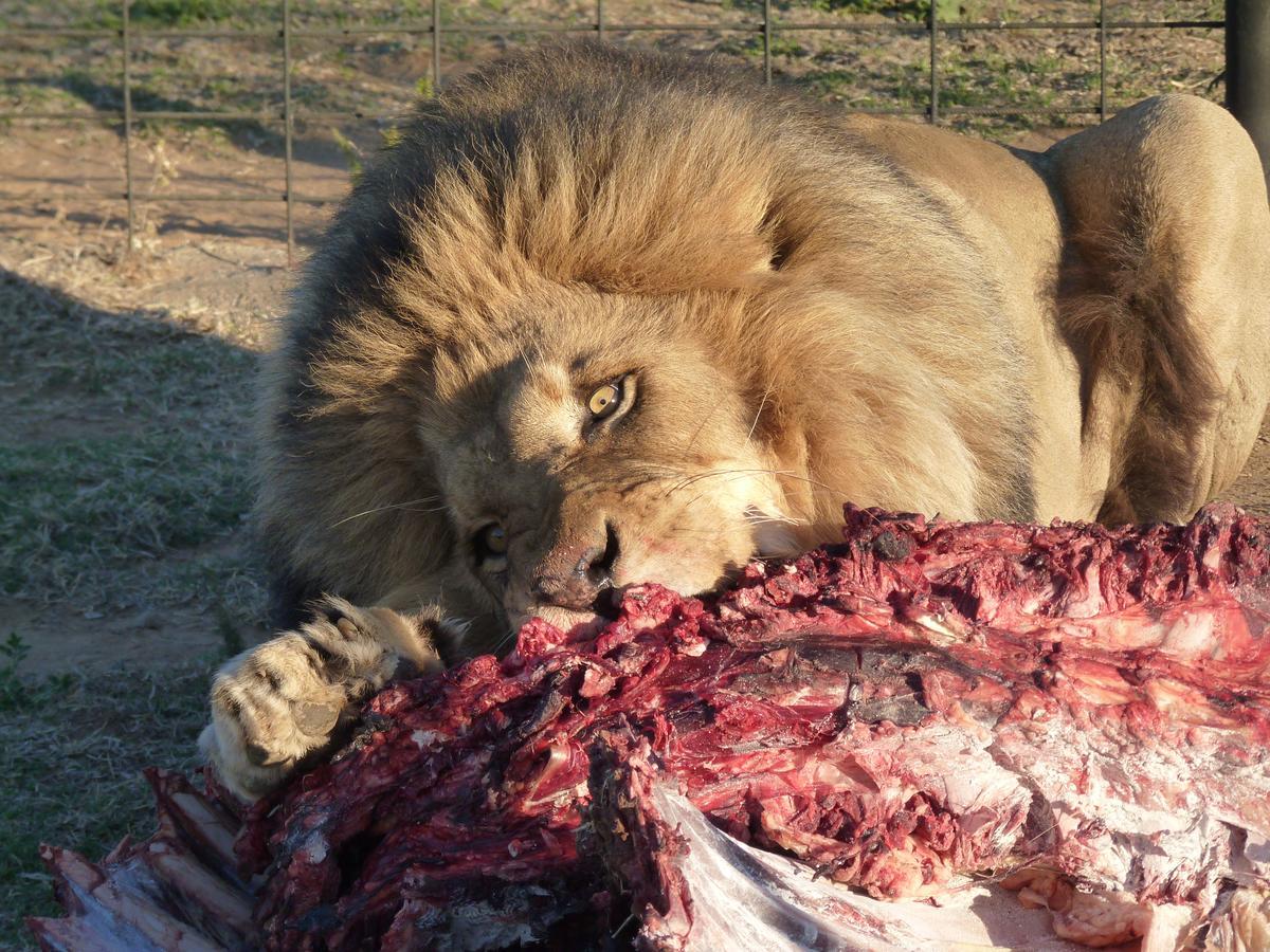 Boskoppie Lion & Tiger Reserve Kroonstad Exterior foto